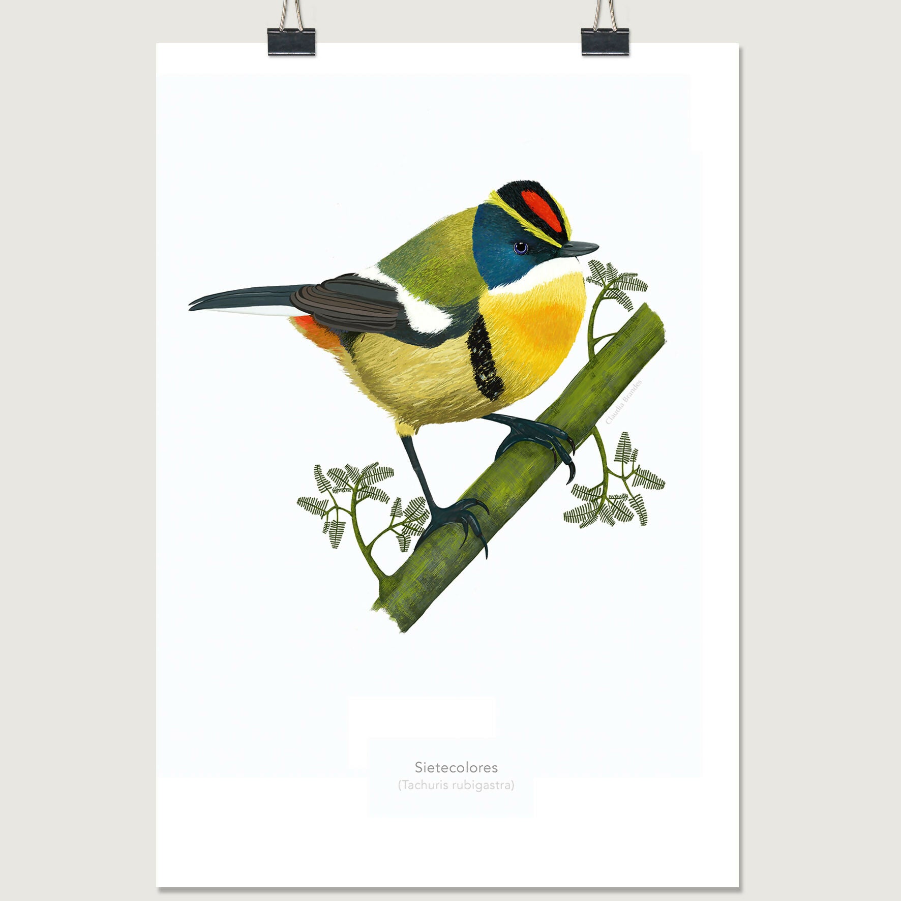 post lamina sietecolores 30x40 con clip