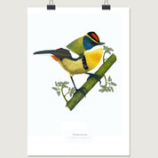 post lamina sietecolores 30x40 con clip