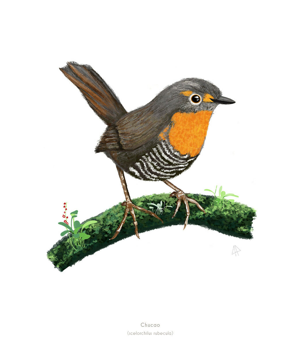 BAJA lamina chucao 20x30