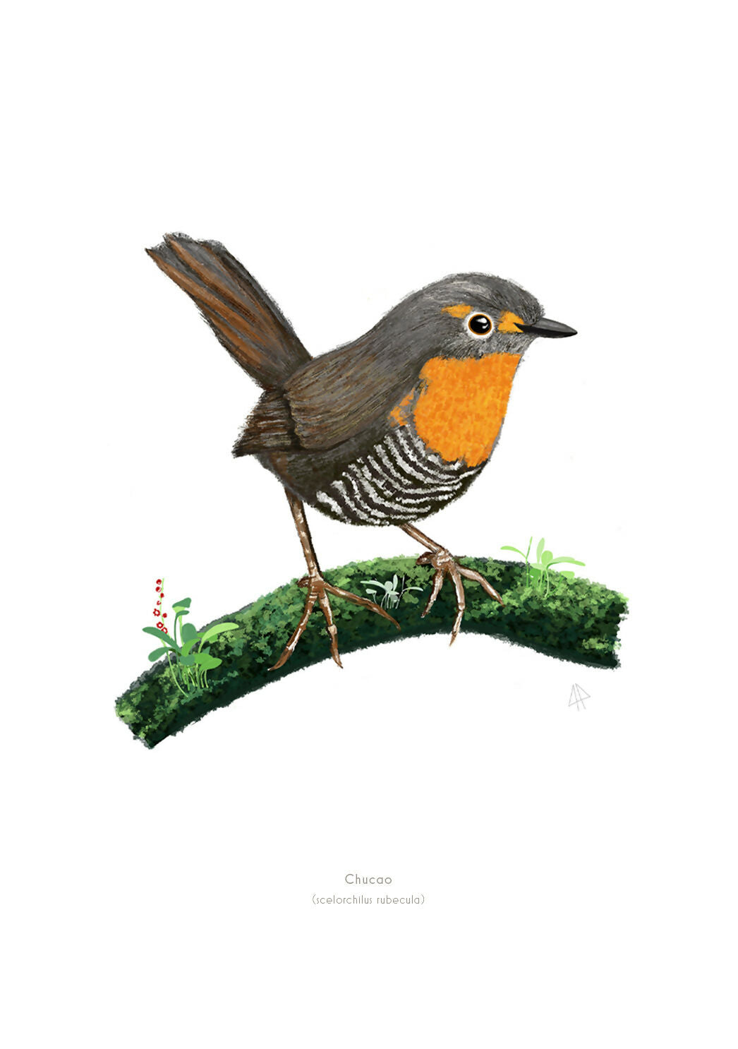 BAJA lamina chucao 20x30