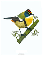 SIETECOLORES lamina 20x30 A4