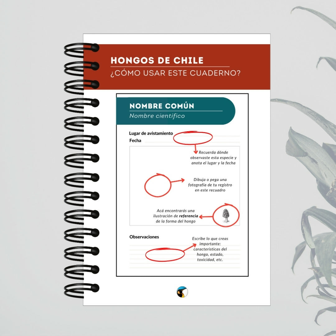 Cuaderno de Campo Hongos de Chile