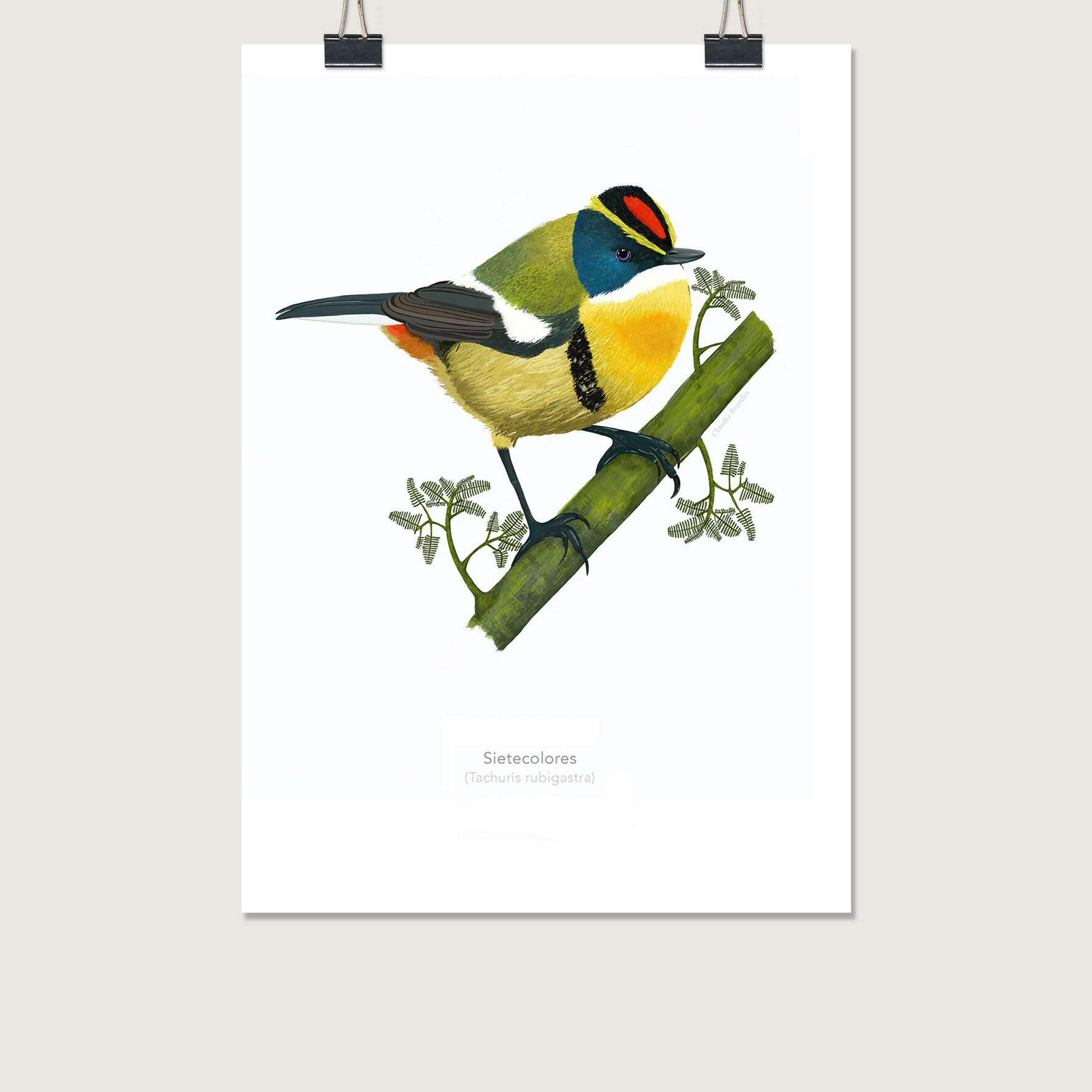 post lamina sietecolores 20x30 con clip