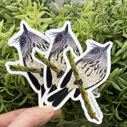 post imanes cachudito