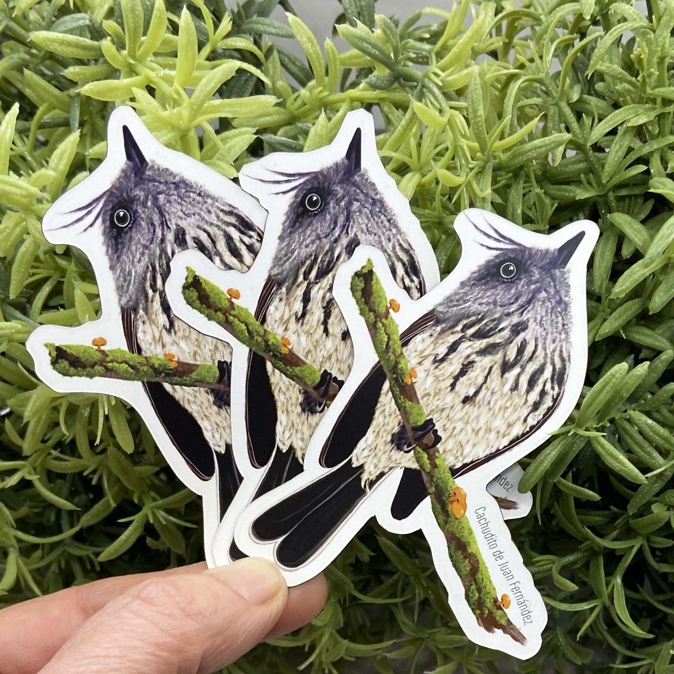 post imanes cachudito