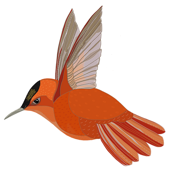 PNG PICAFLOR JF