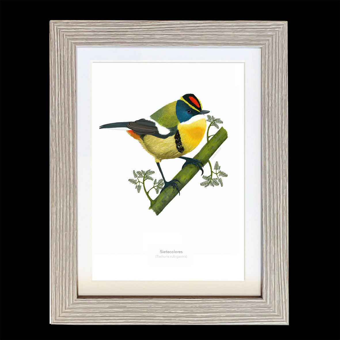 CUADRO SIETECOLORES A1 VGO con paspartu copia