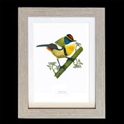 CUADRO SIETECOLORES A1 VGO con paspartu copia