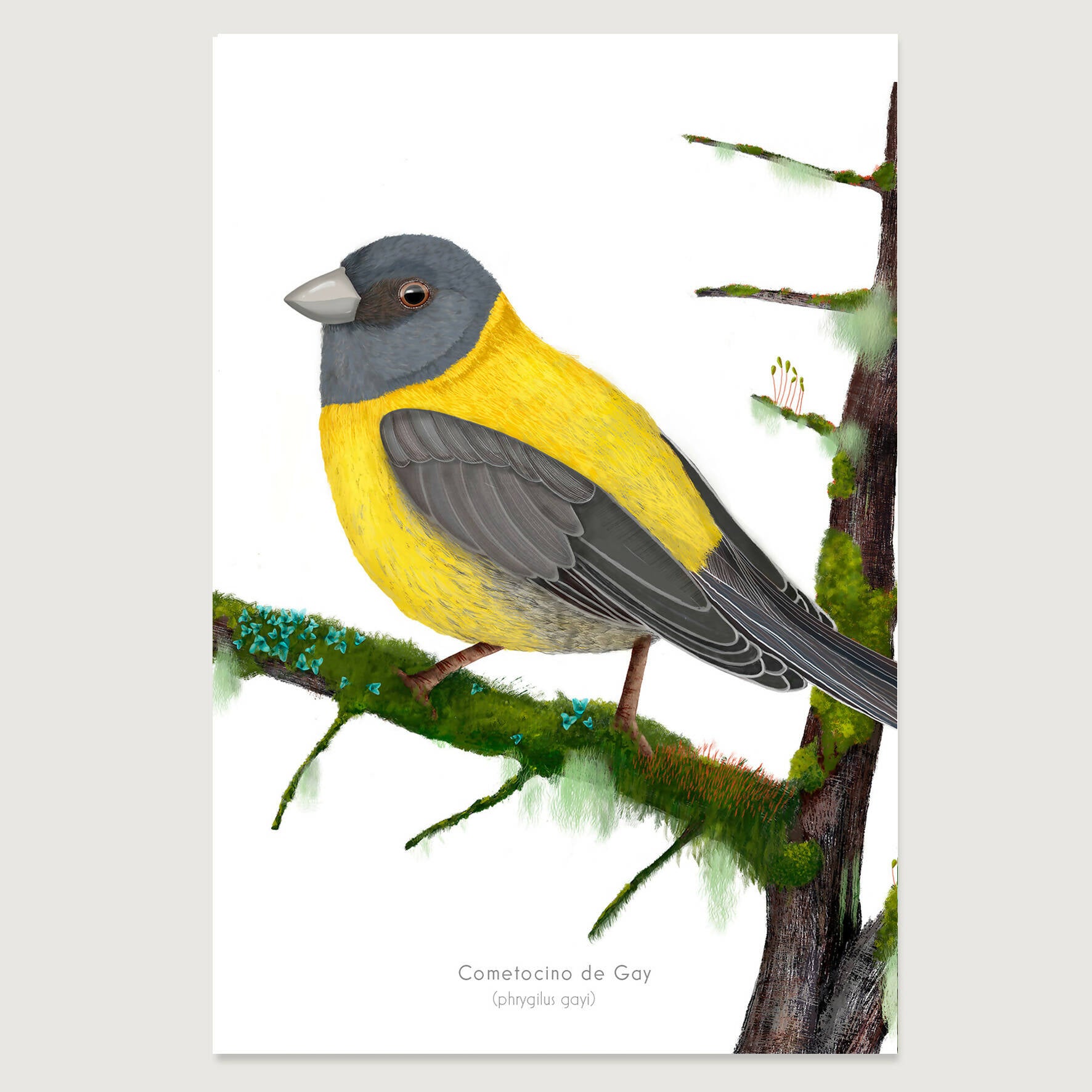 POST LAMINA COMETOCINO 30X40