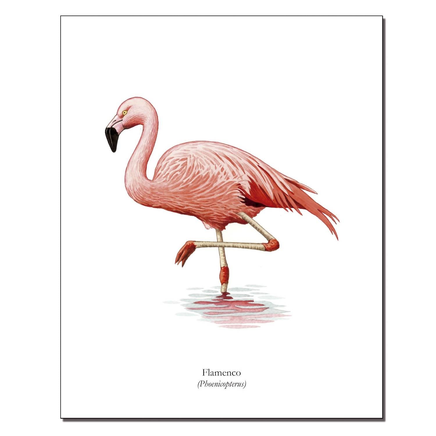 Lámina Flamenco