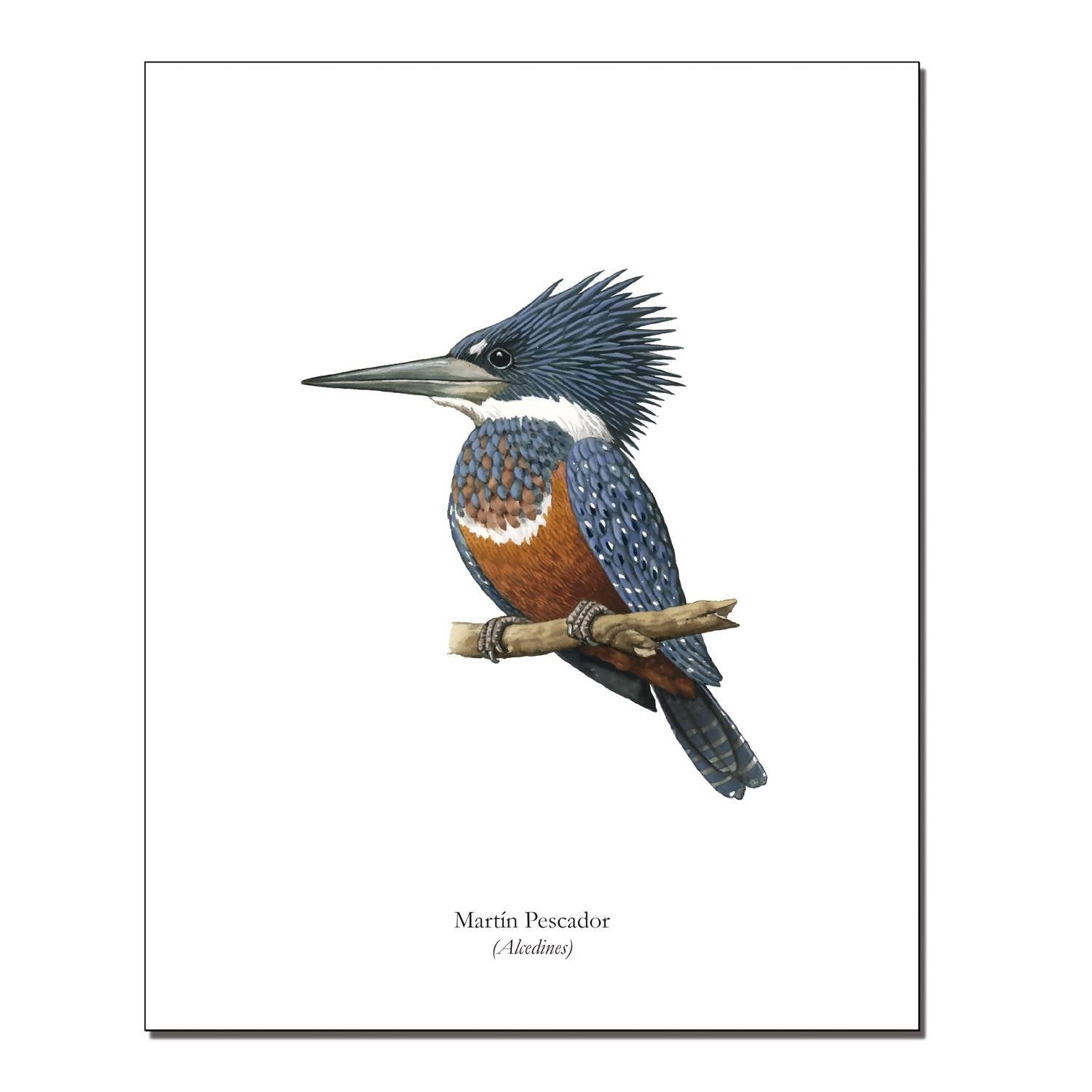 Lámina Martín Pescador