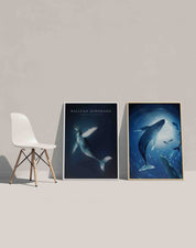 Poster Ballena Jorobada - Lámina