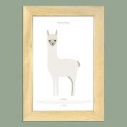 Cuadro ALPACA, colección Fauna Chilena, 20x30cm