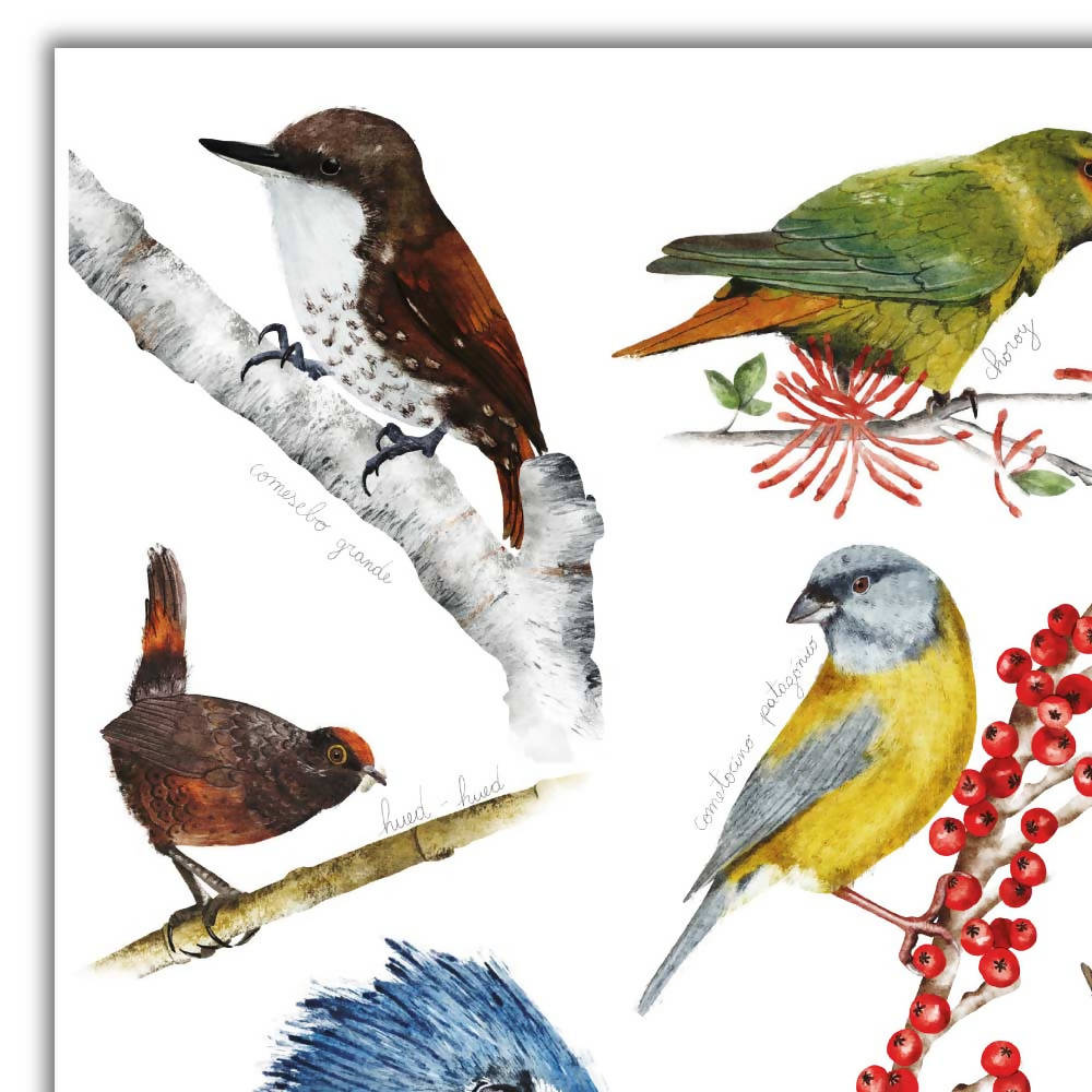 Individuales de aves nativas del sur de Chile ilustrados - Creado en Chile