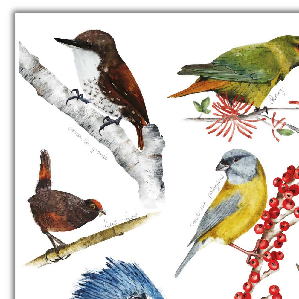 Individuales de aves nativas del sur de Chile ilustrados