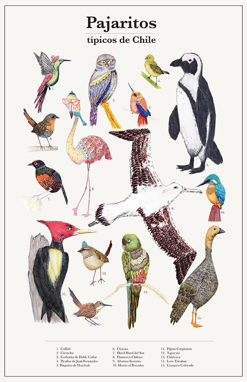 Ilustración Aves de Chile para imprimir