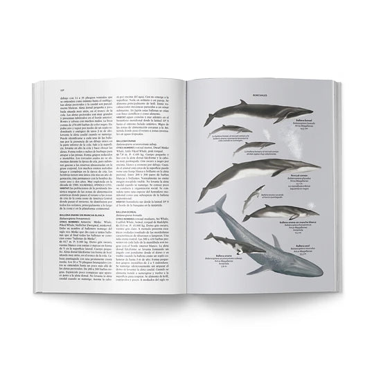 Flora y Fauna de Chile - Libro - Sharon Chester