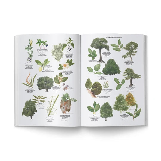 Flora y Fauna de Chile - Libro - Sharon Chester
