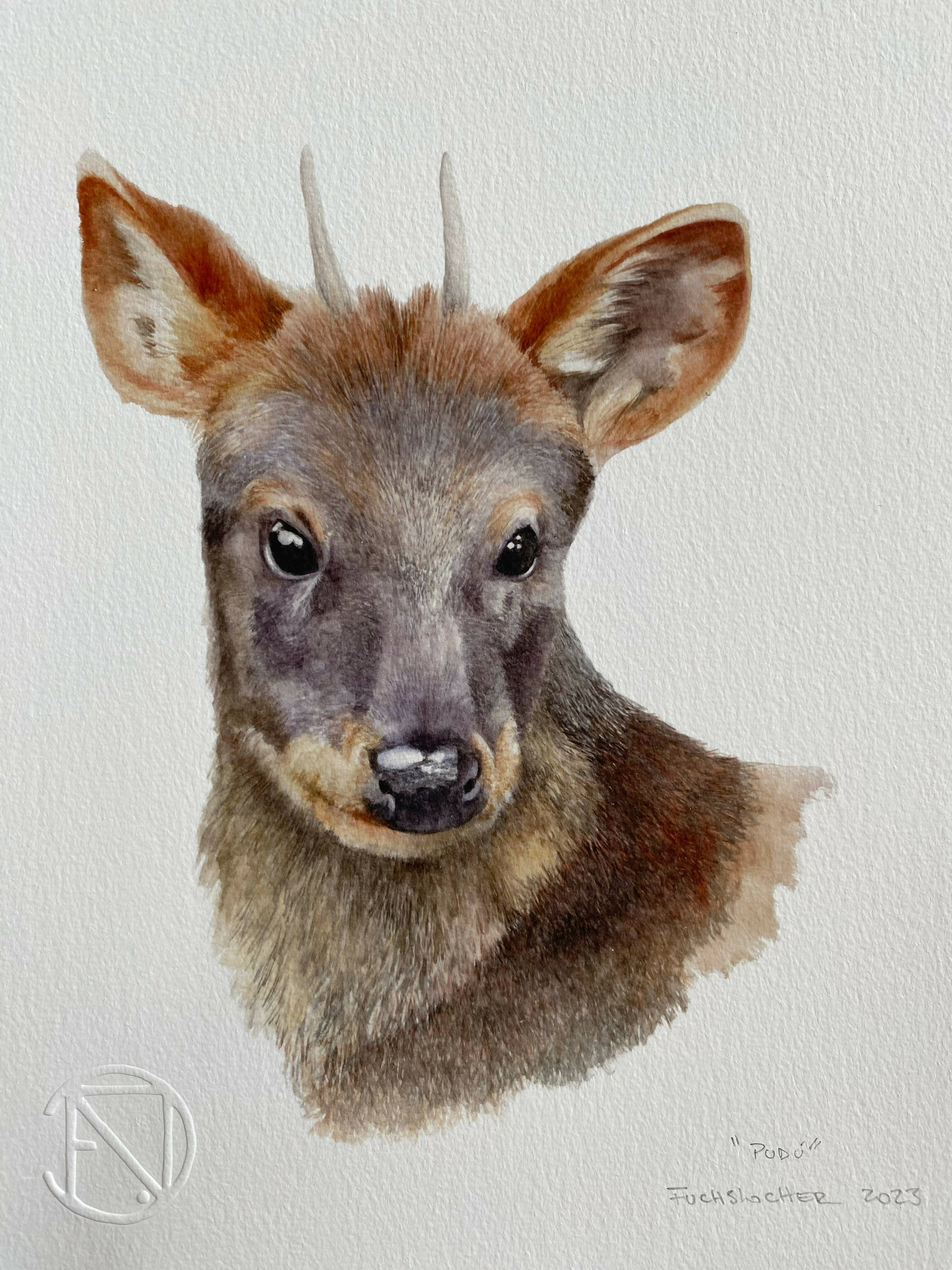 Pudú