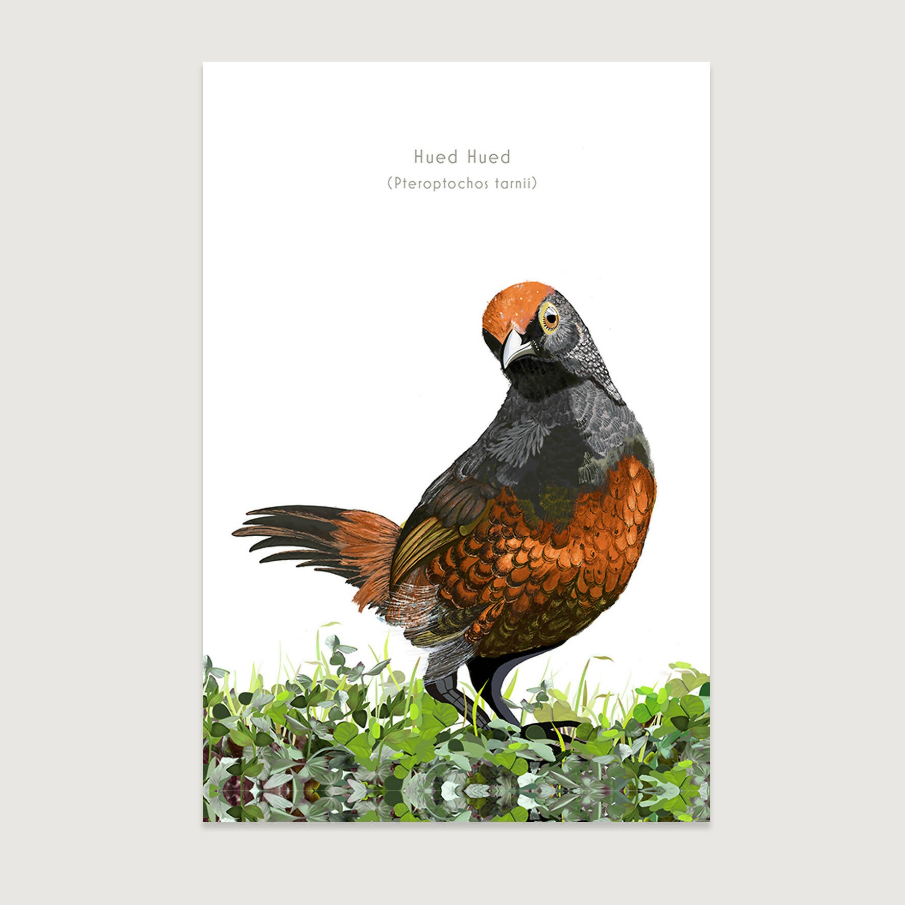 LAMINAS AVES DE CHILE - Hued HUed