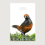 LAMINAS AVES DE CHILE - Hued HUed