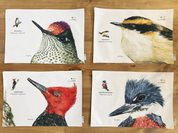 SET 4 INDIVIDUALES DISEÑO AVES I