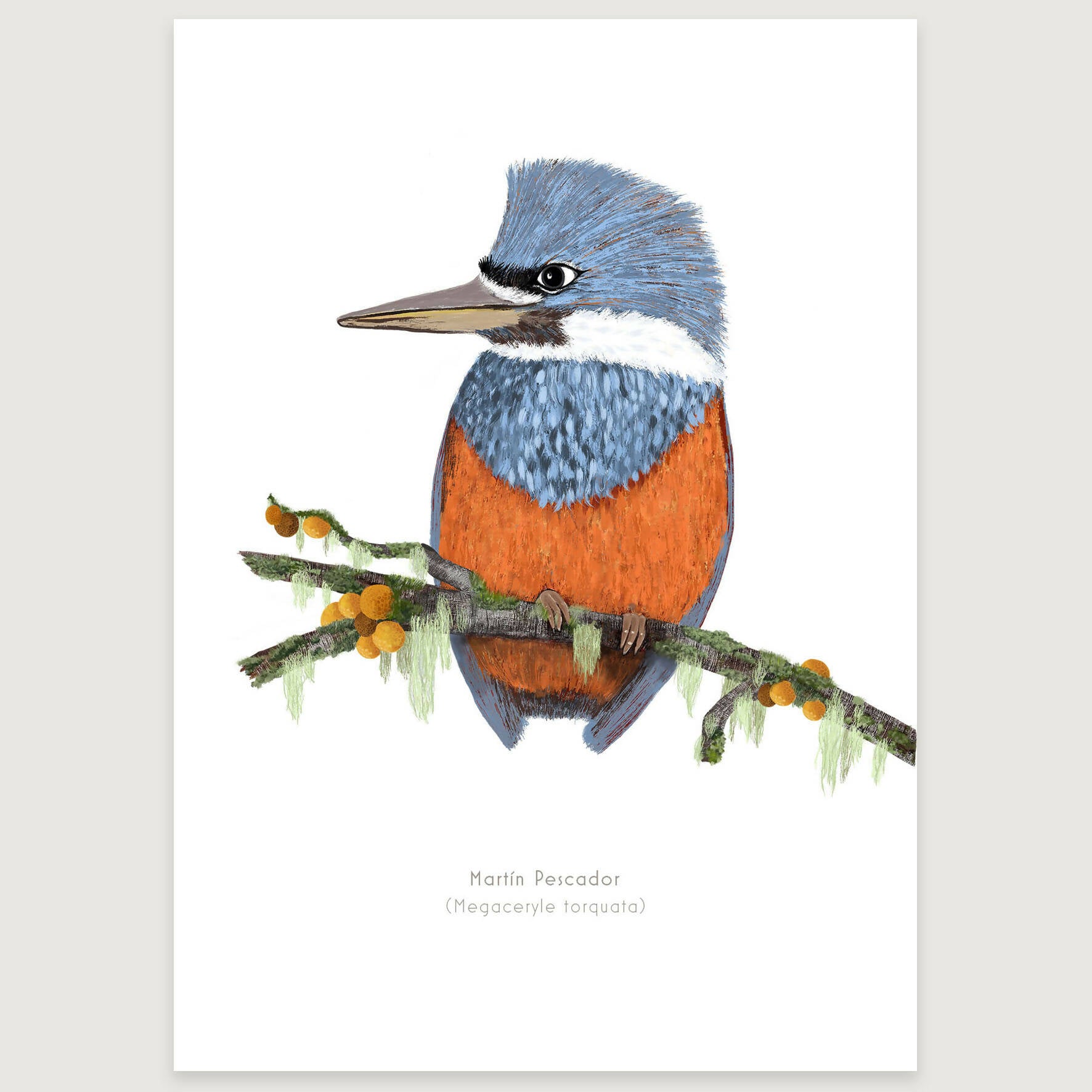 LAMINAS AVES DE CHILE - MARTIN PESCADOR varios tamaños