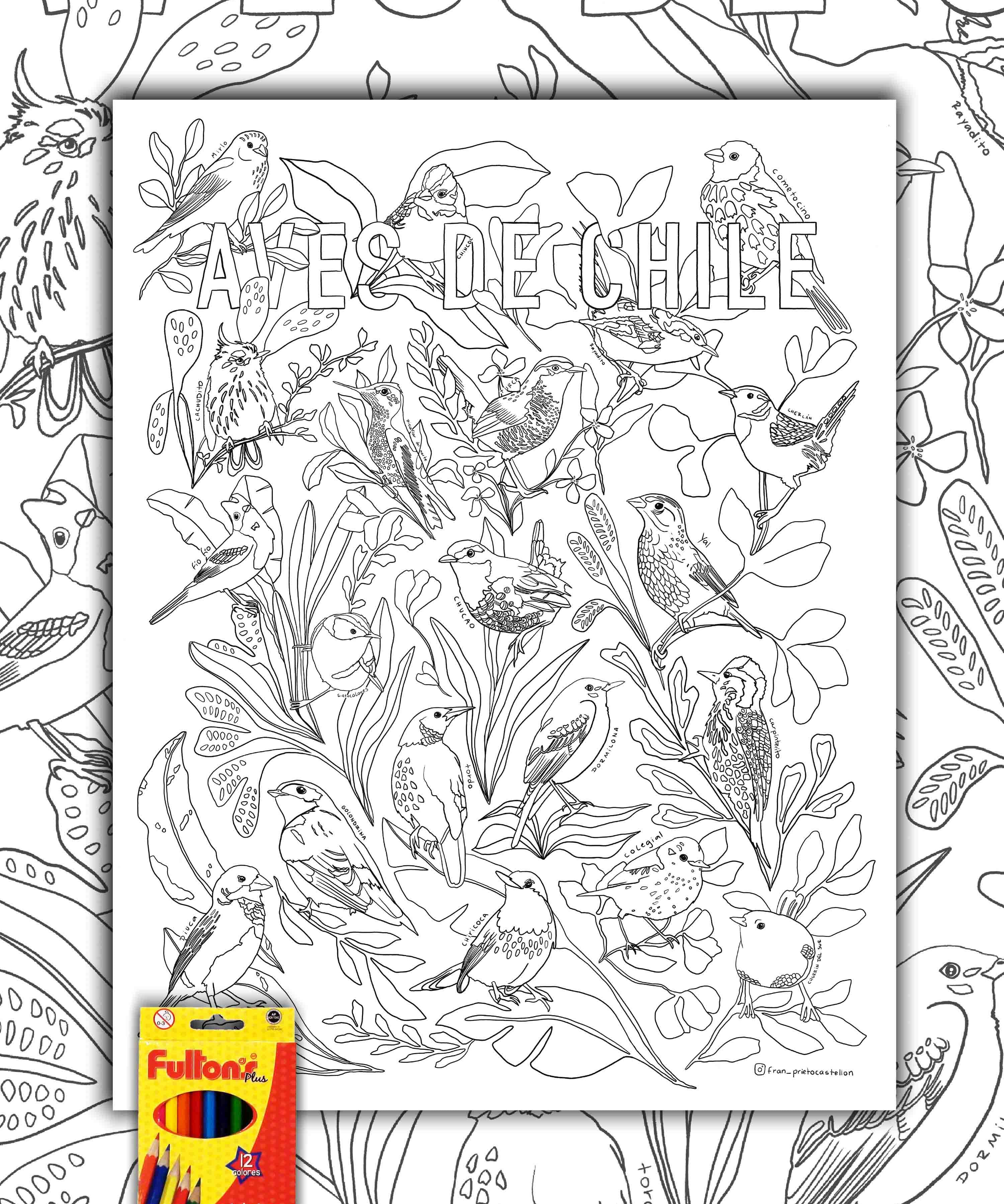 AvesdeChileColoreable50x64cmLaminaWEB_b8b65b17-3fbd-40ef-82fc-e18fa9d065ba.jpg