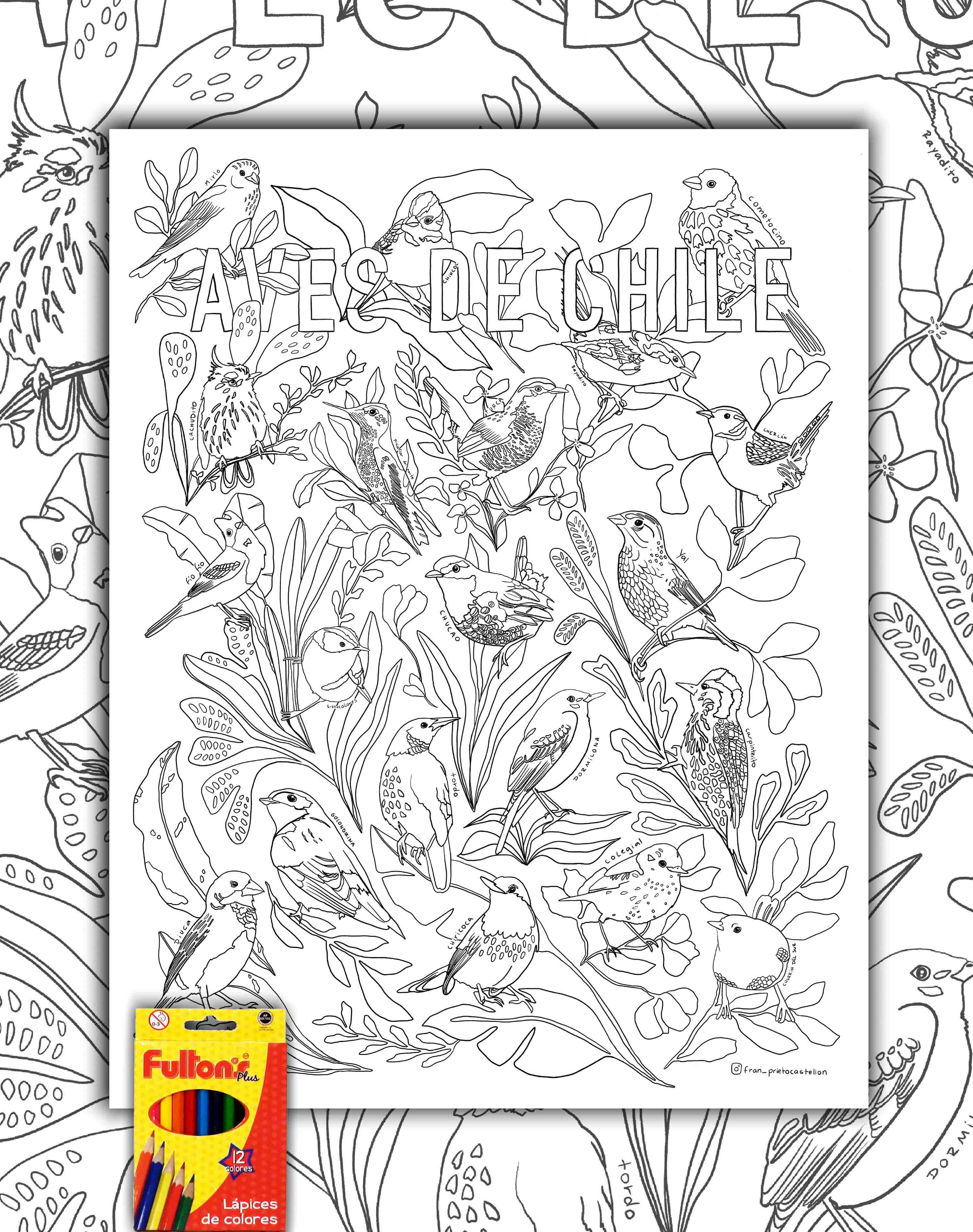Aves de Chile - Lámina Coloreable con Lápices