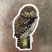 IMAN CHUNCHO, aves de Chile