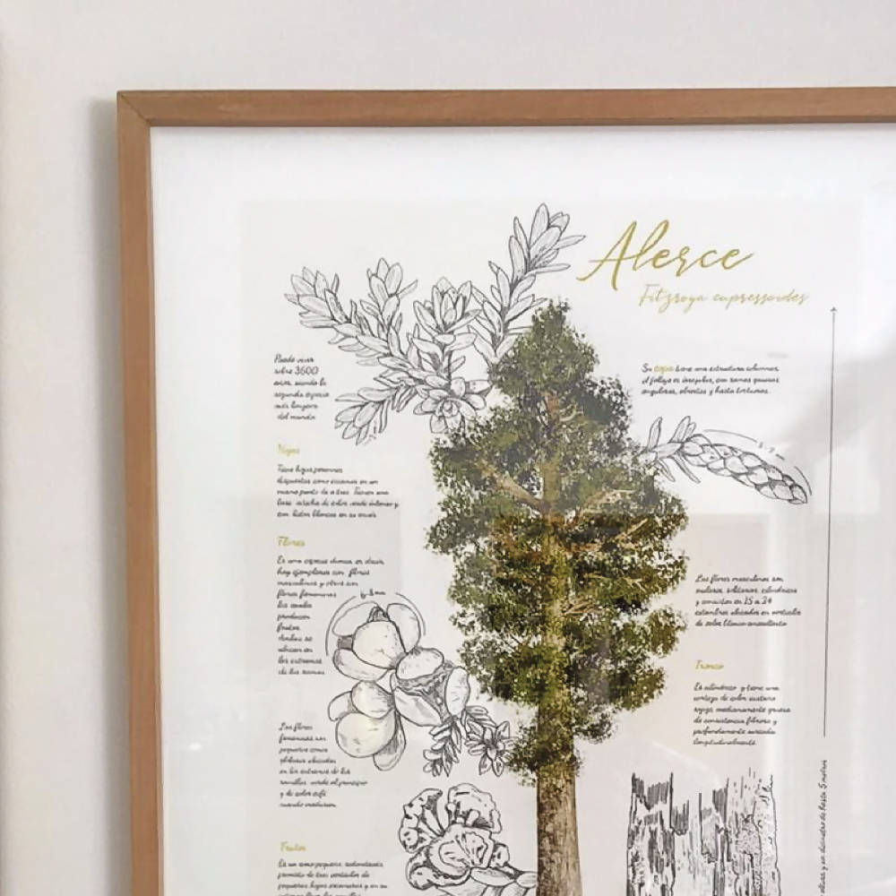 Cuadro infografía árboles del sur de Chile
