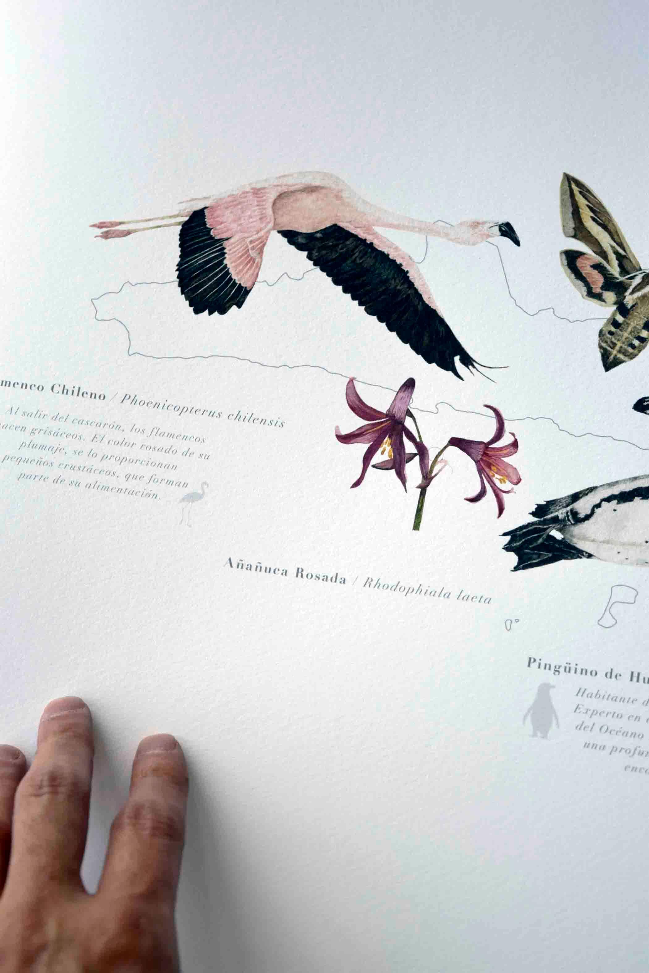 Mapa Chile en Movimiento - Lámina - Mappin