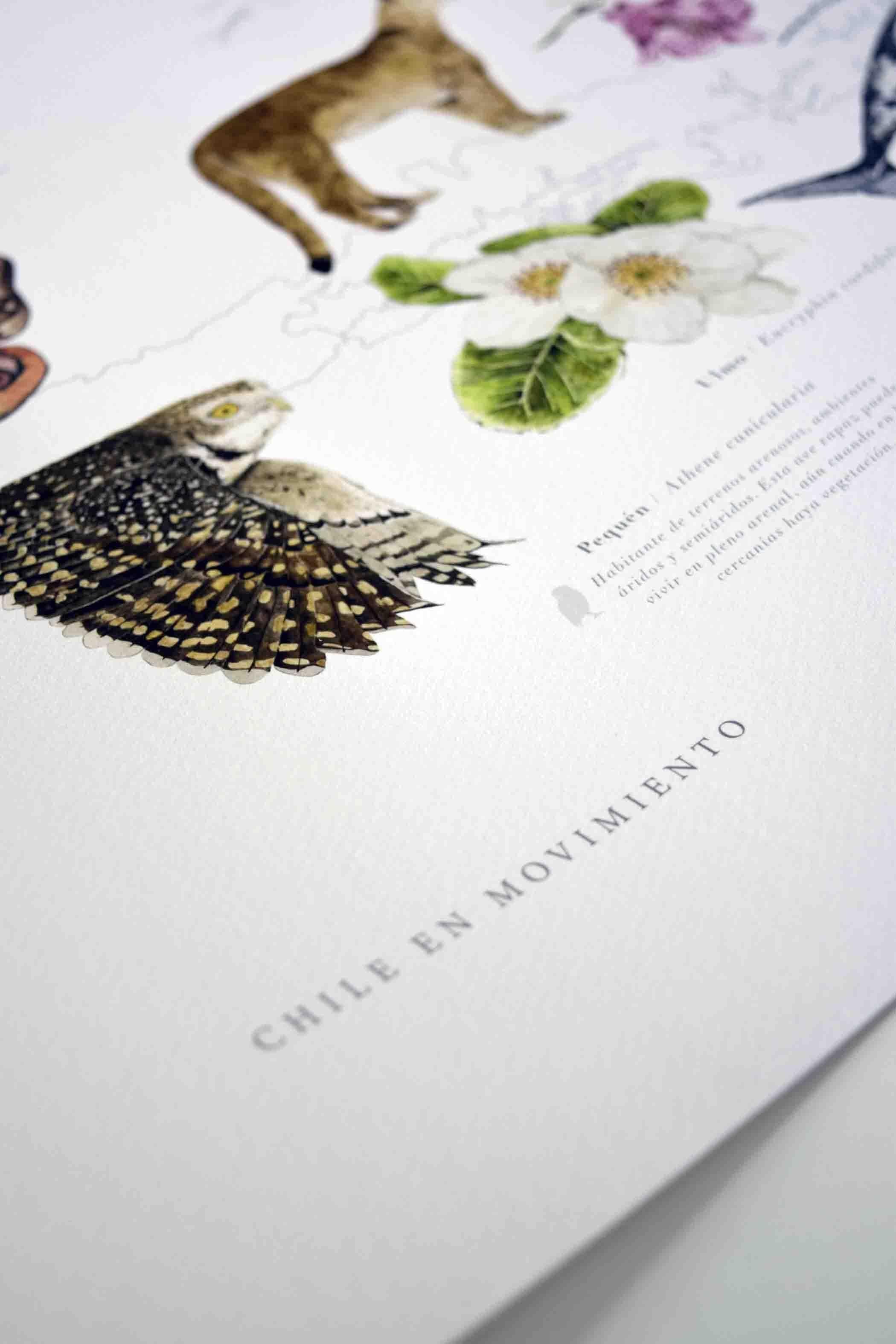 Mapa Chile en Movimiento - Lámina - Mappin