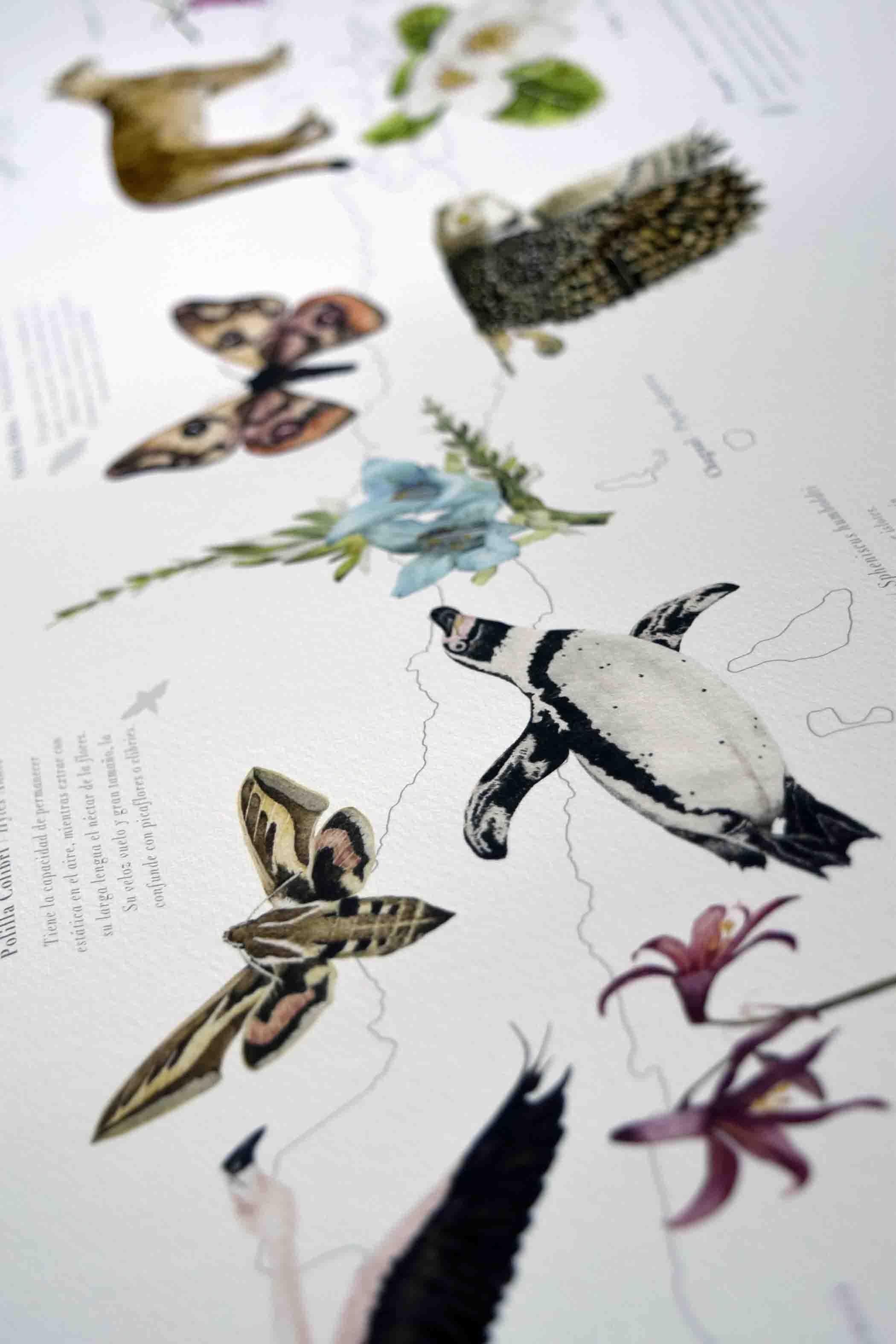 Mapa Chile en Movimiento - Lámina - Mappin