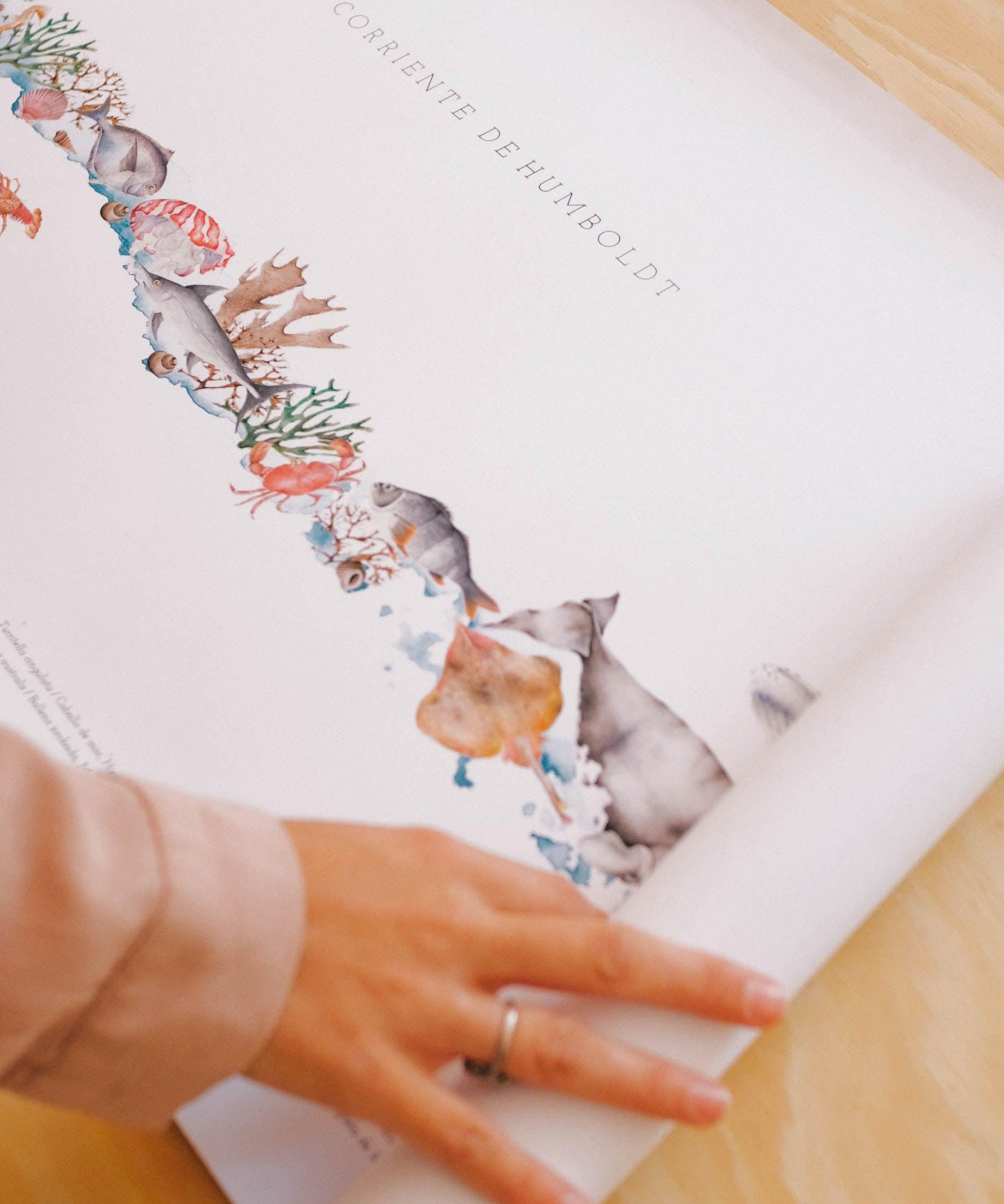 Mapa de Corriente de Humboldt - Lámina - Mappin