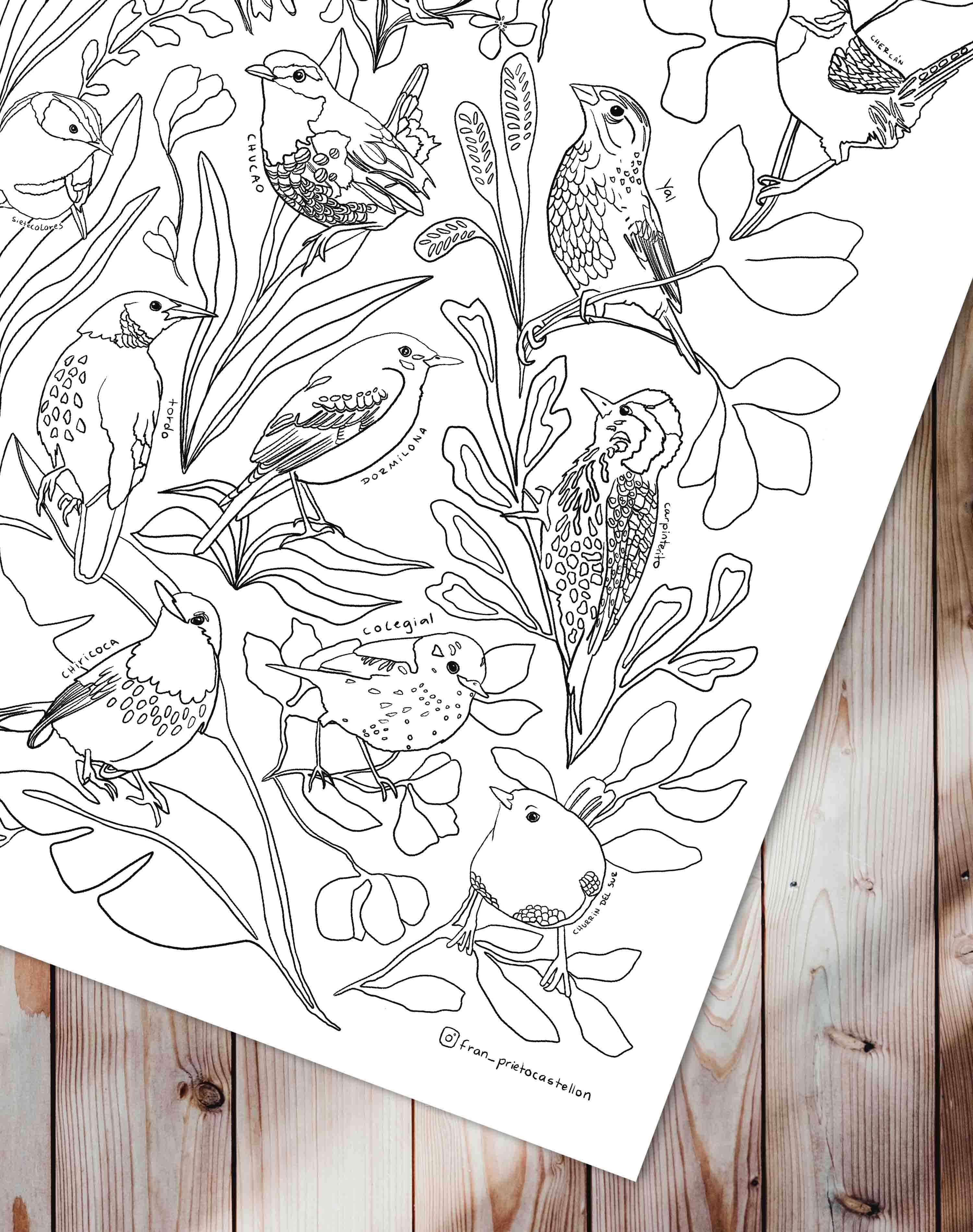 Aves de Chile - Lámina Coloreable con Lápices