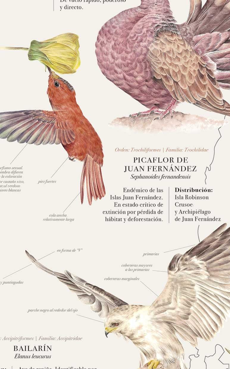 Aves de Chile Plumíferos Fantásticos - Lámina - Mappin