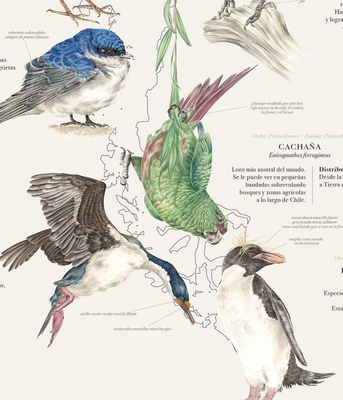 Aves de Chile Plumíferos Fantásticos - Lámina - Mappin