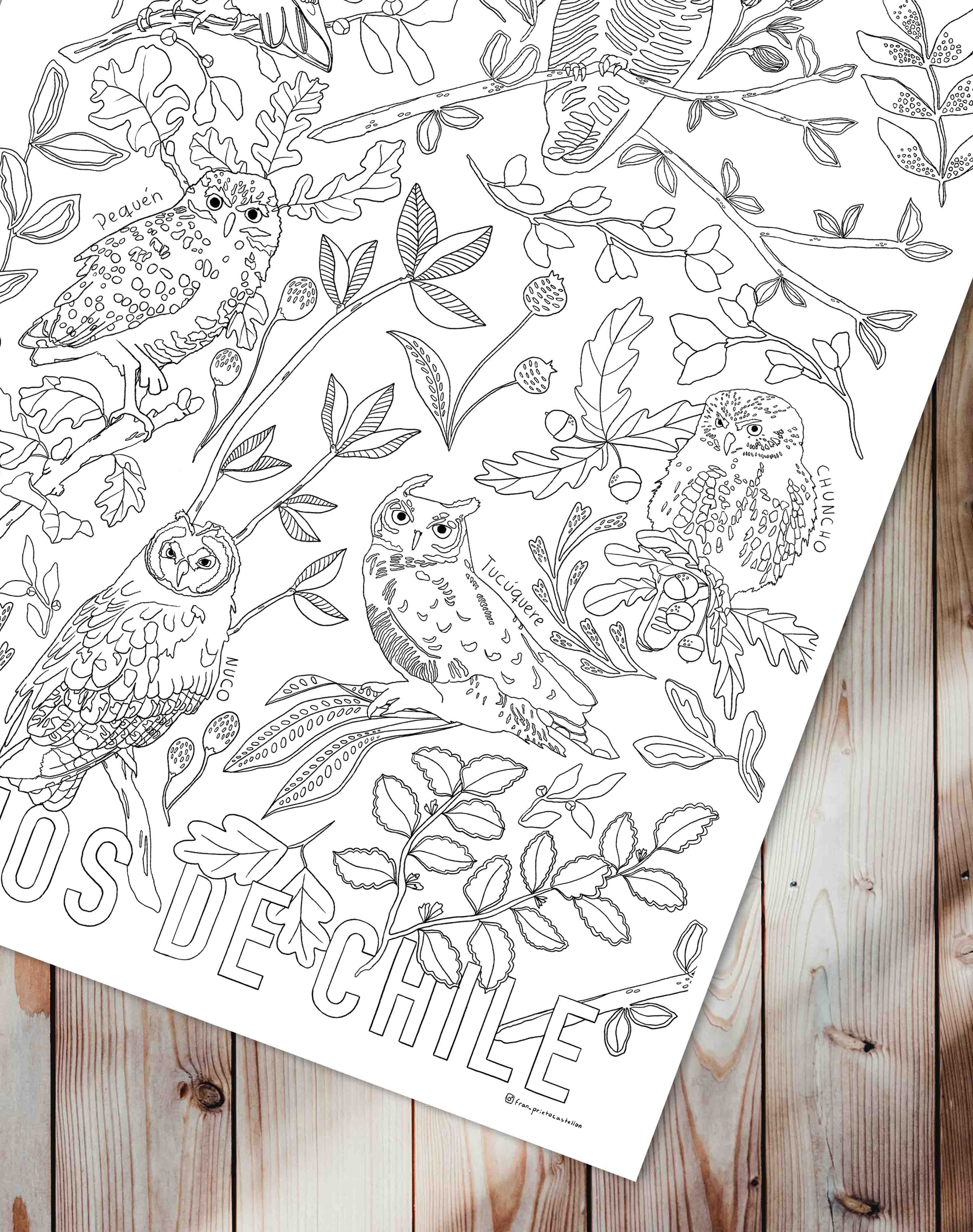 Búhos de Chile - Lámina Coloreable con Lápices