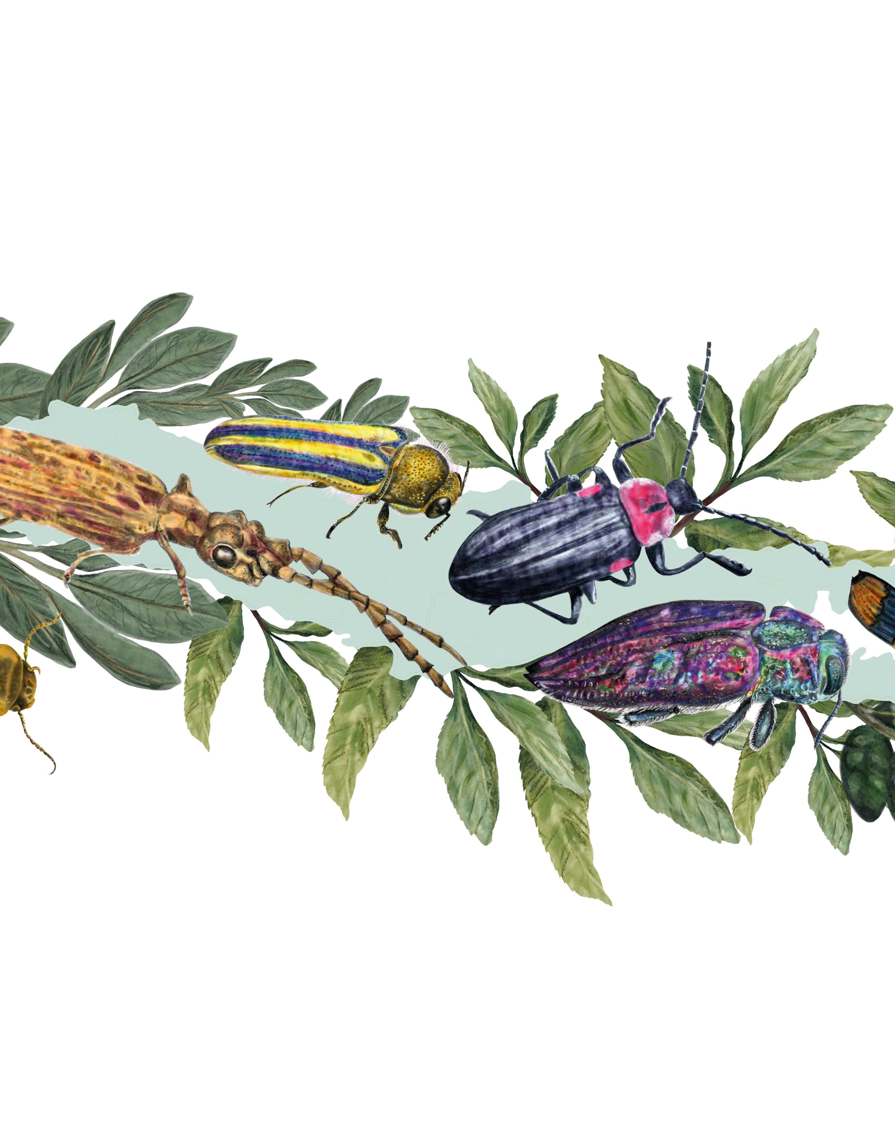 Mapa de Escarabajos de Chile - Lámina