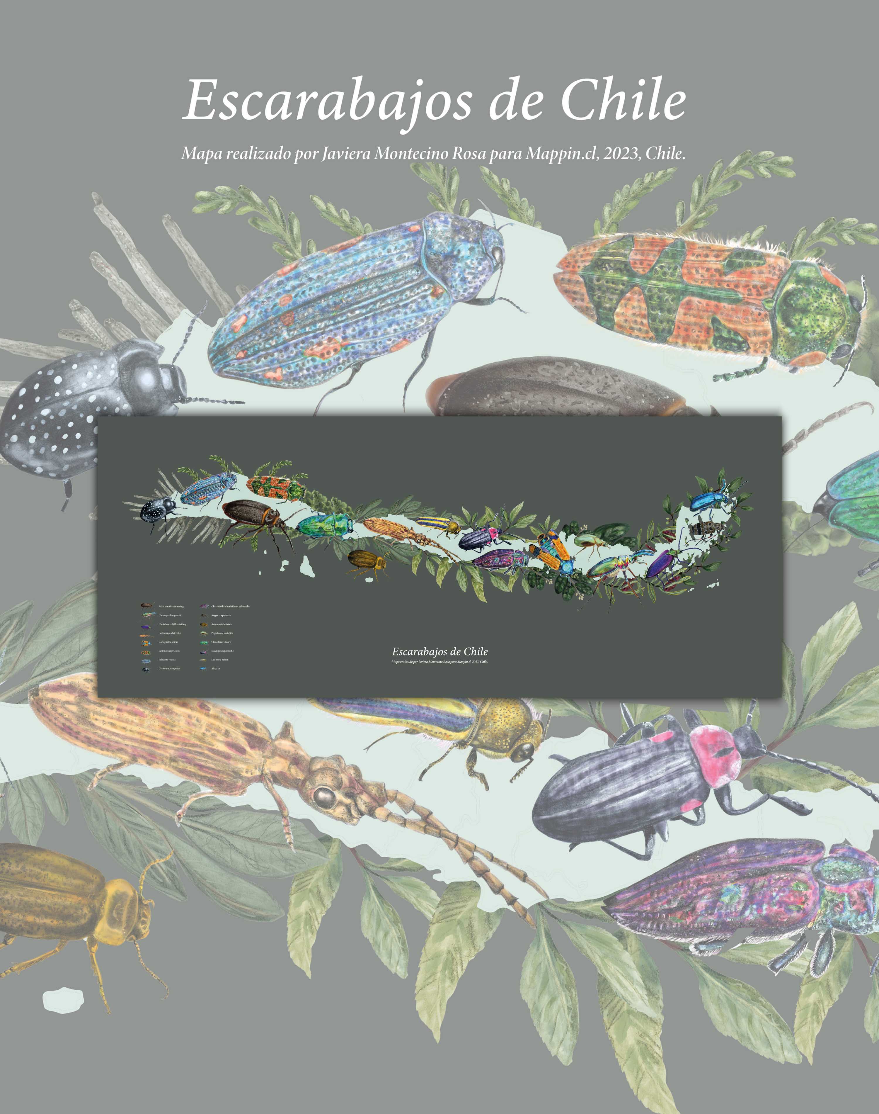 Mapa de Escarabajos de Chile - Lámina