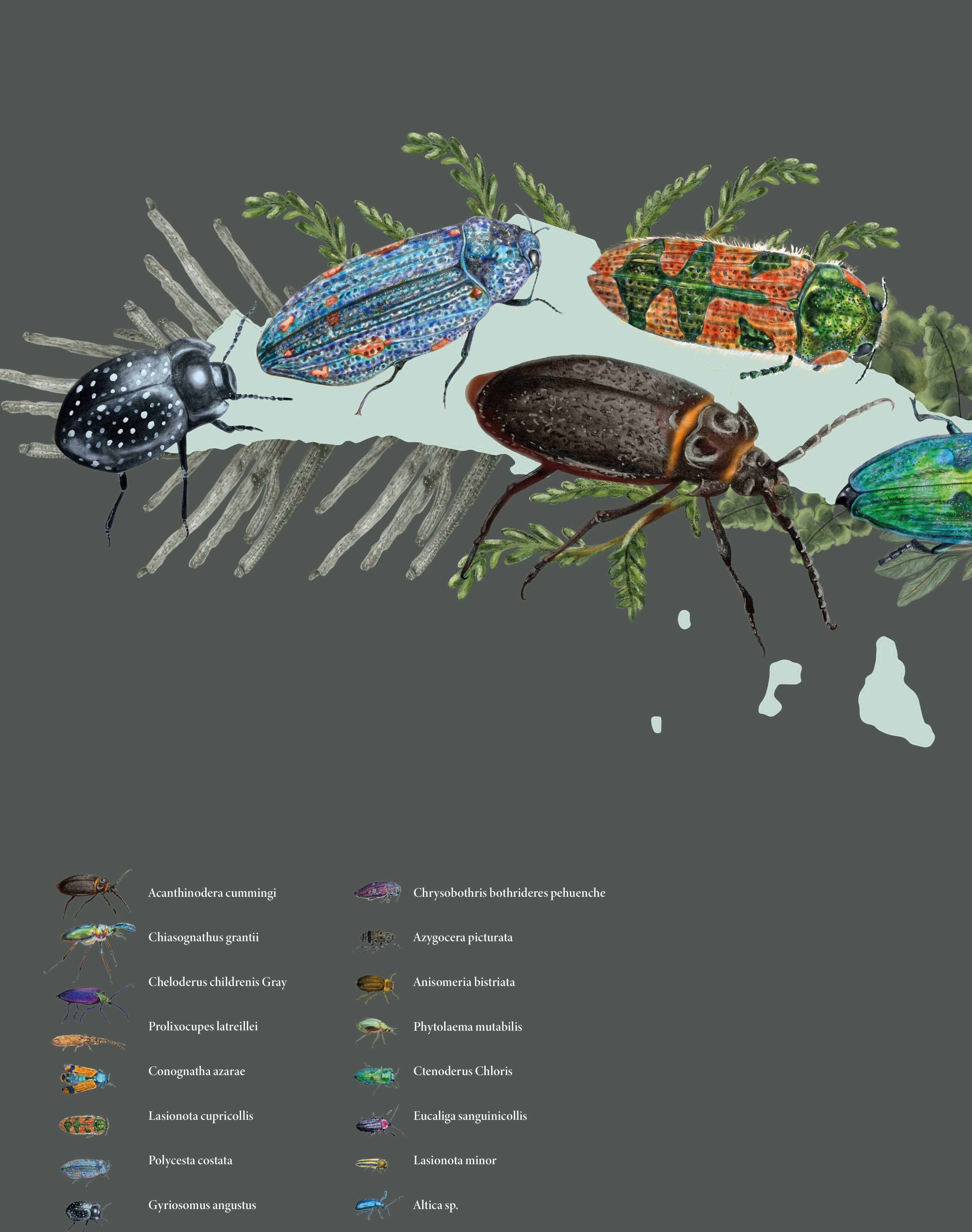 Mapa de Escarabajos de Chile - Enmarcado A PEDIDO