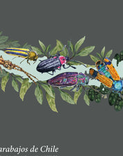 Mapa de Escarabajos de Chile - Lámina