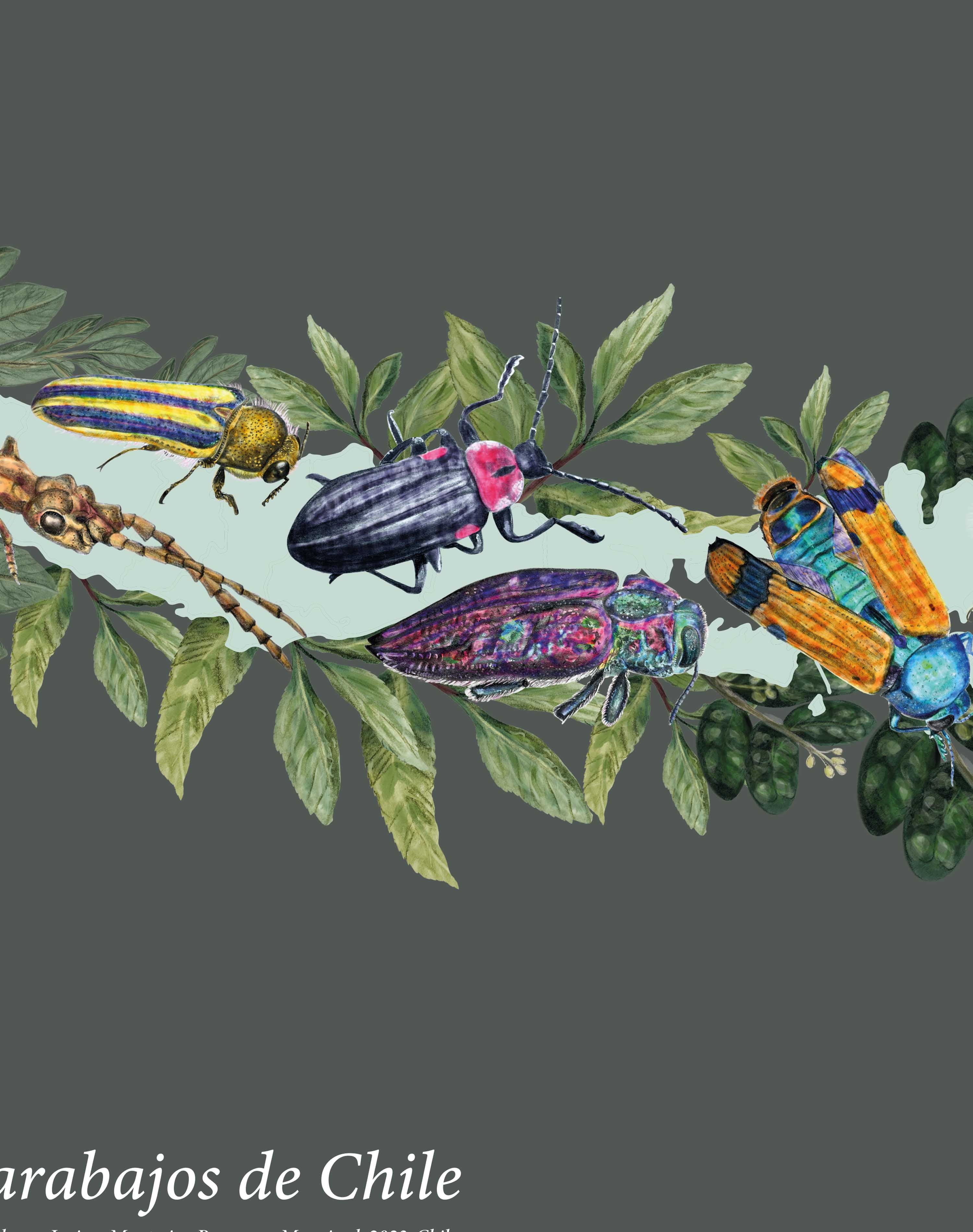 Mapa de Escarabajos de Chile - Lámina