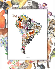 Una especie de Sudamérica - Lámina