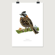 post lamina chincol 20x30 con clip