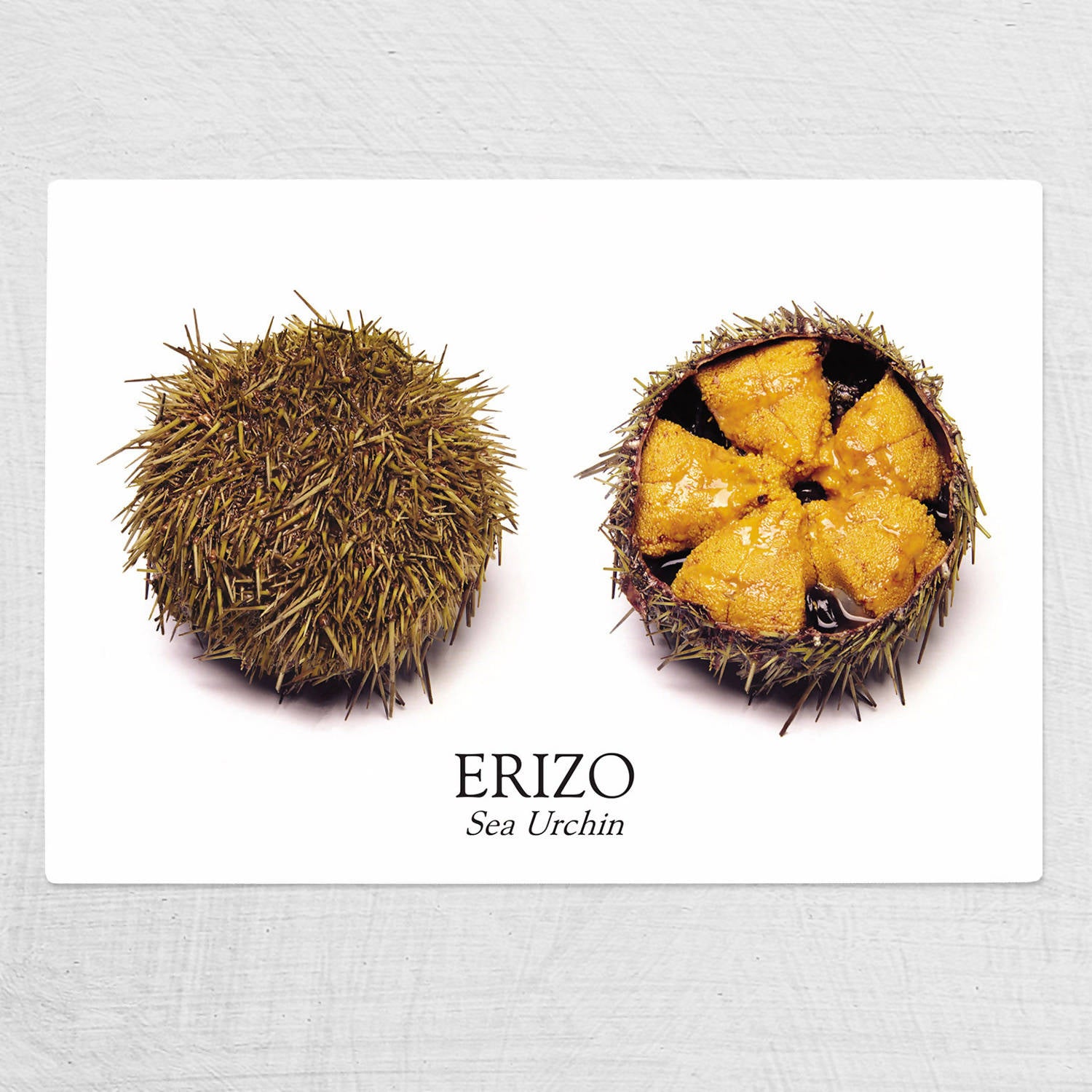 Tabla de vidrio Erizo