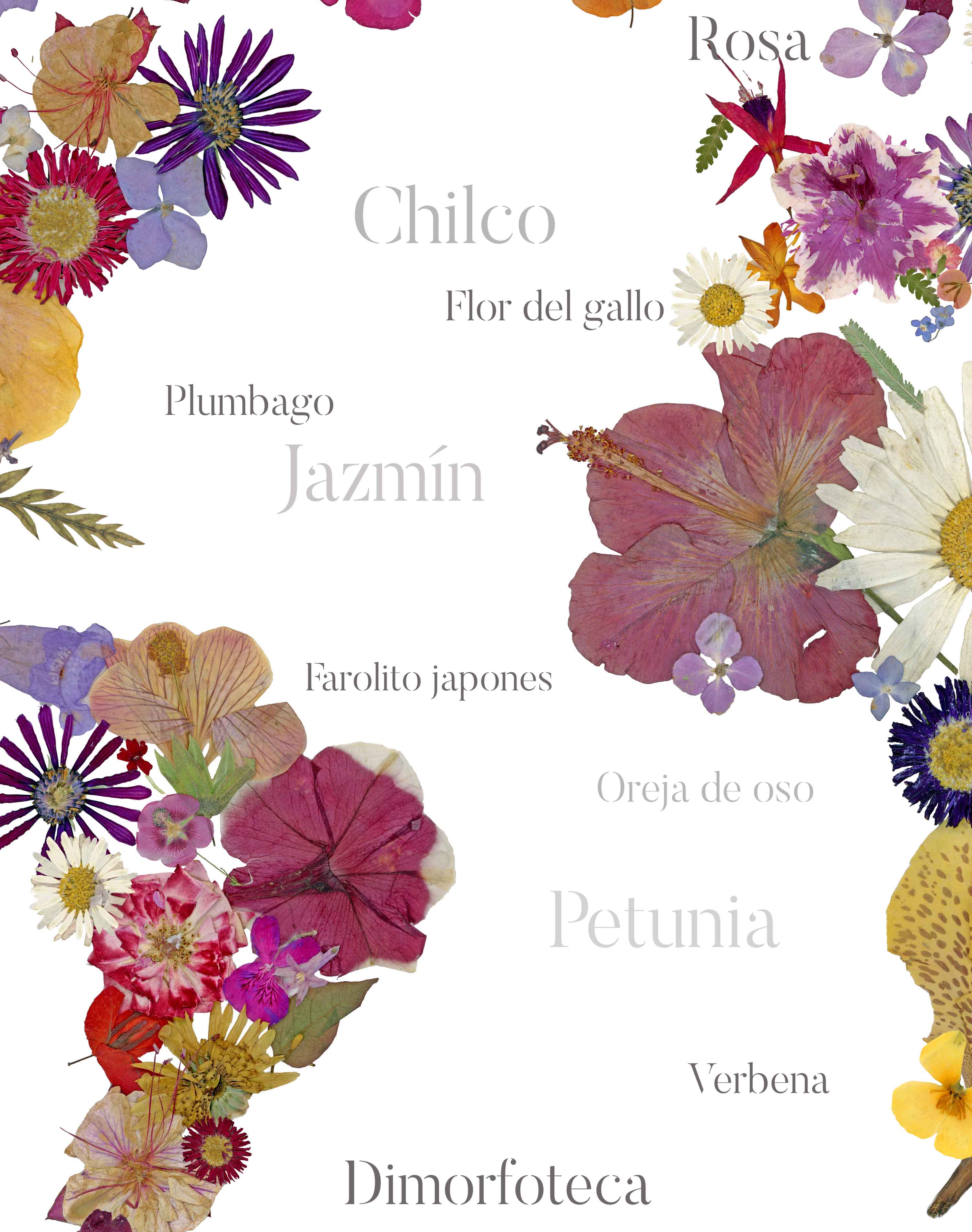 Mapa del Mundo de Flores Prensadas - Enmarcado A PEDIDO