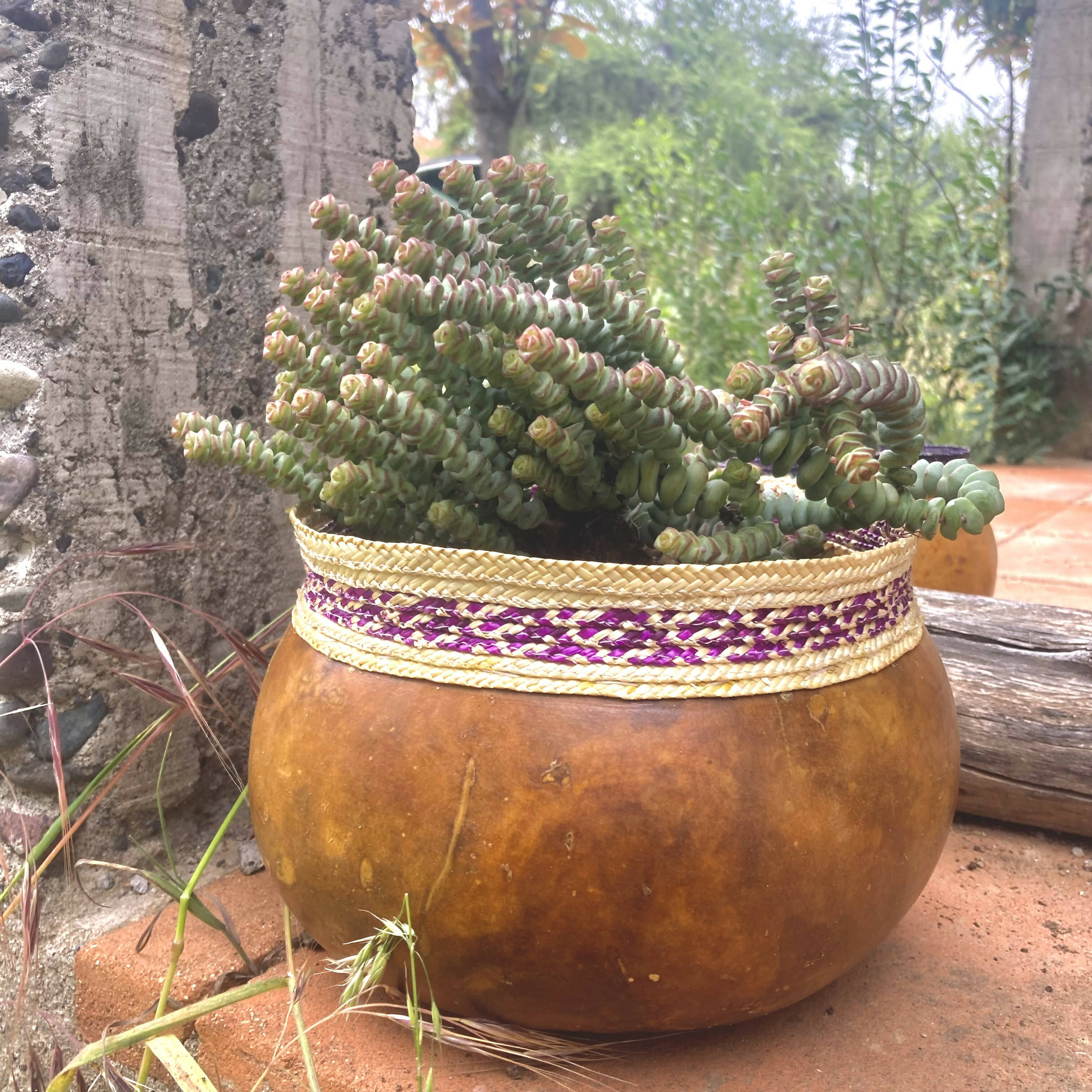 Calabaza cactus XXL