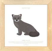 Cuadro ZORRO CHILOTE, COLECCION FAUNA CHILENA, 30X30CM